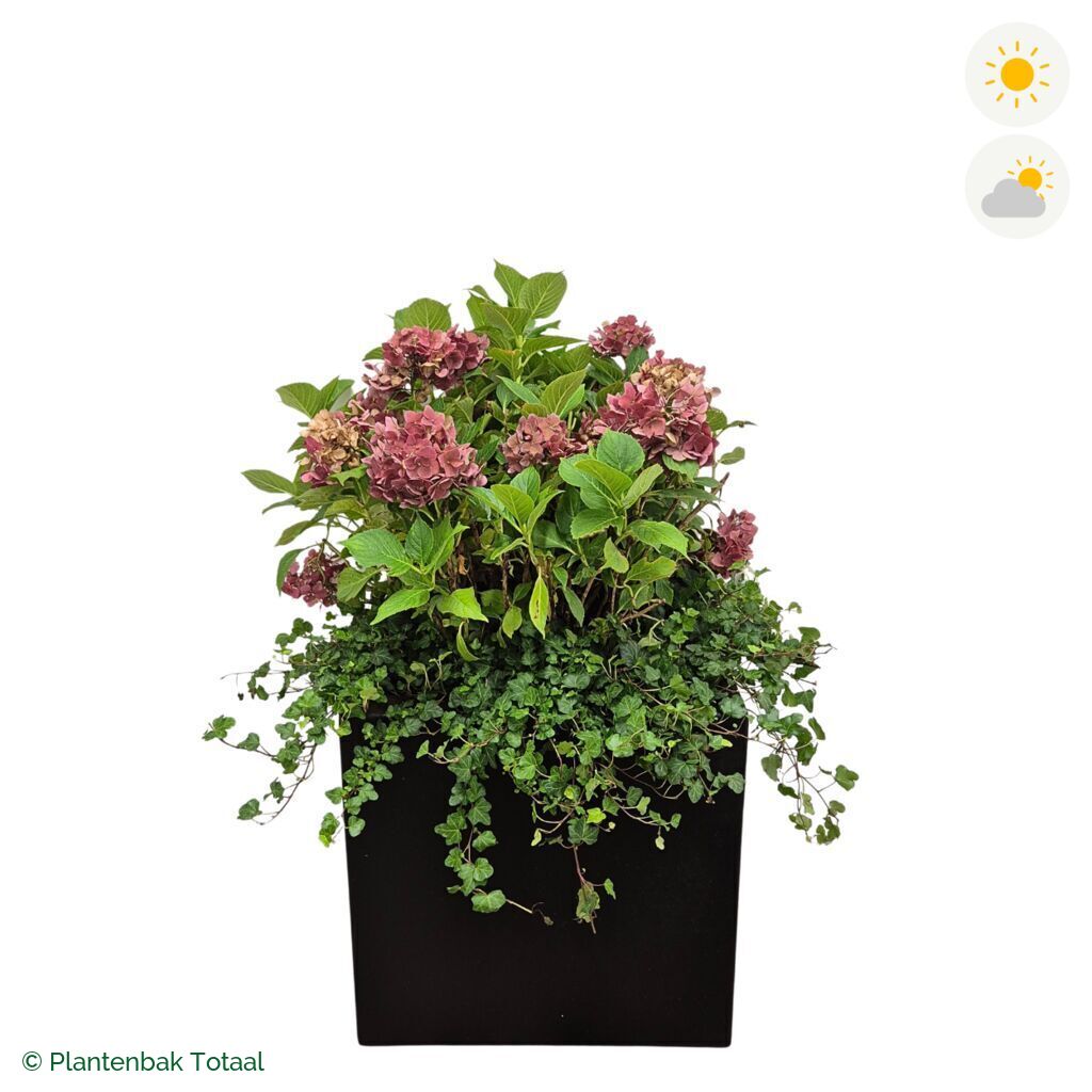 productfoto van plantenbak Polyester Carrez Vierkant Boerenhortensia Combinatie