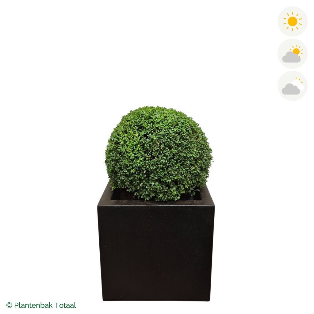 productfoto van plantenbak Polyester Carrez Vierkant Japanse Hulst