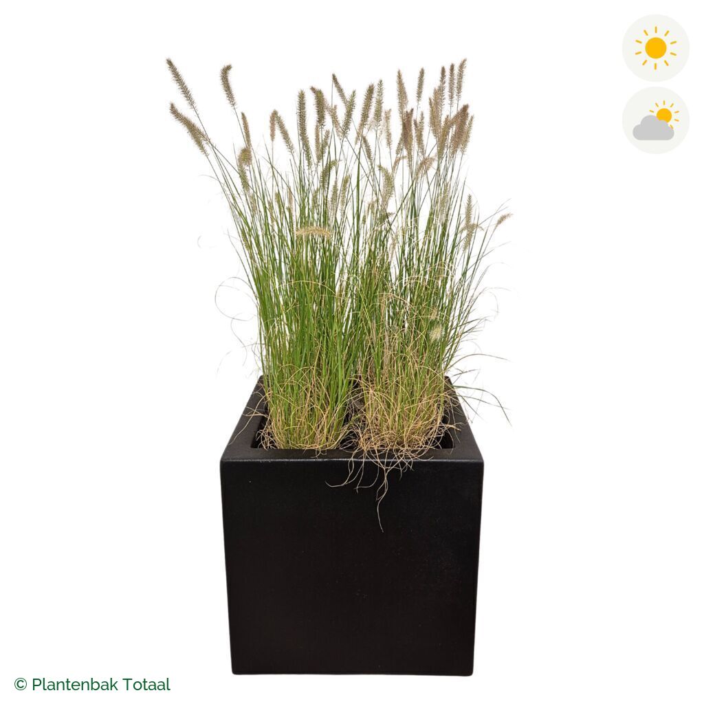 productfoto van plantenbak Polyester Carrez Vierkant Lampenpoetsersgras