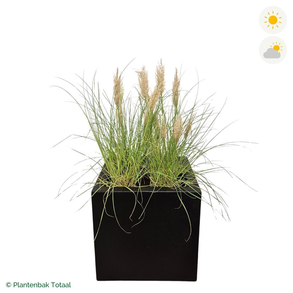 productfoto van plantenbak Polyester Carrez Vierkant Pampasgras