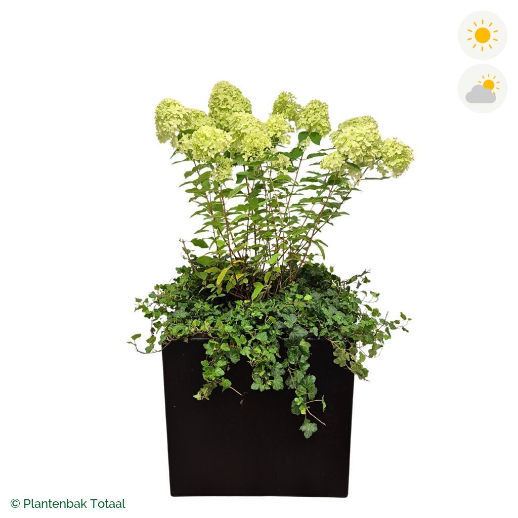 productfoto van plantenbak Polyester Carrez Vierkant Pluimhortensia Combinatie