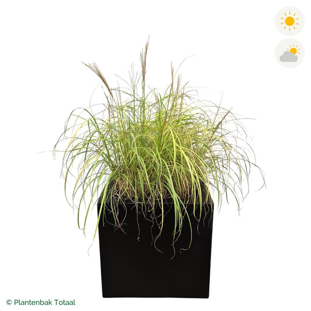 productfoto van plantenbak Polyester Carrez Vierkant Prachtriet