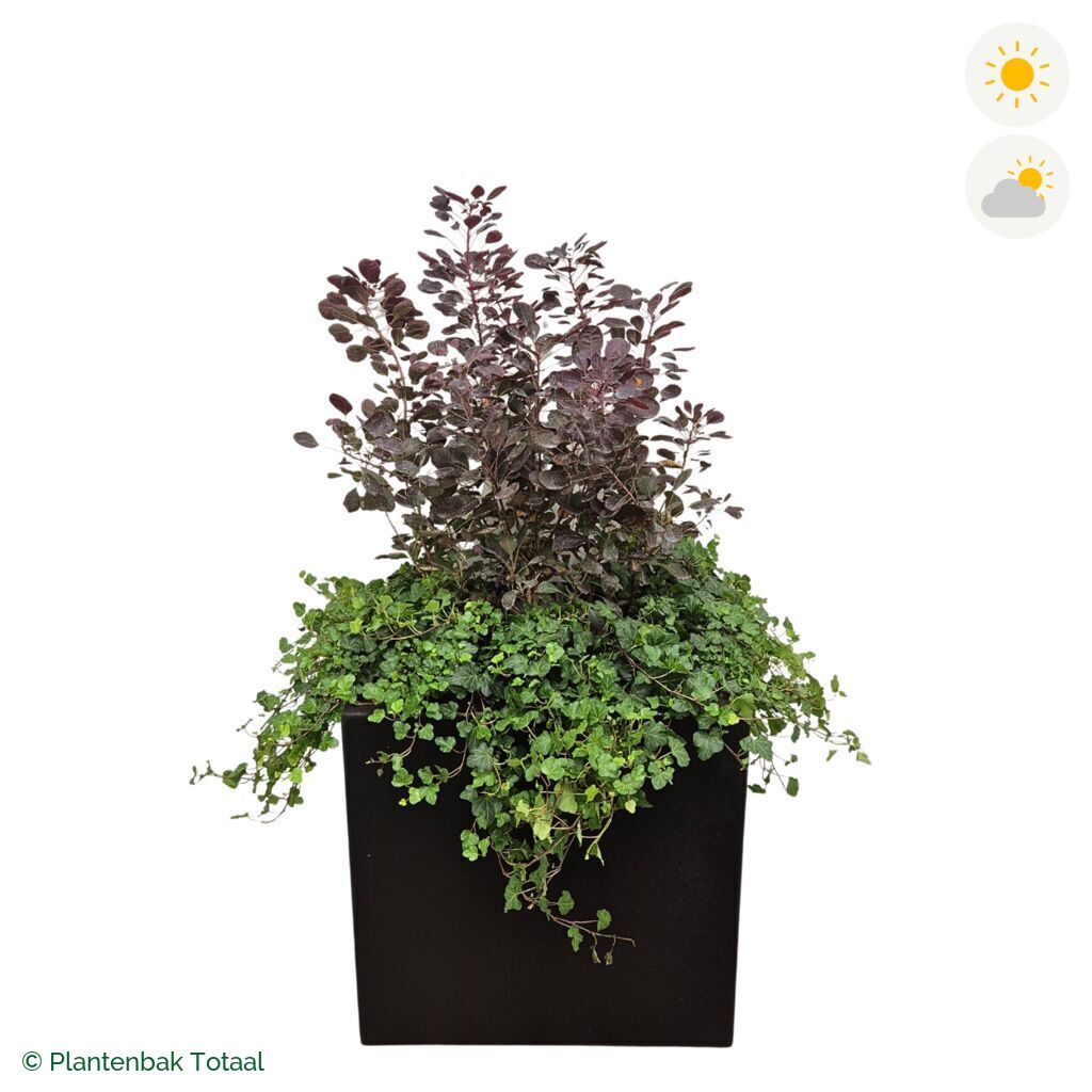 productfoto van plantenbak Polyester Carrez Vierkant Pruikenboom Combinatie