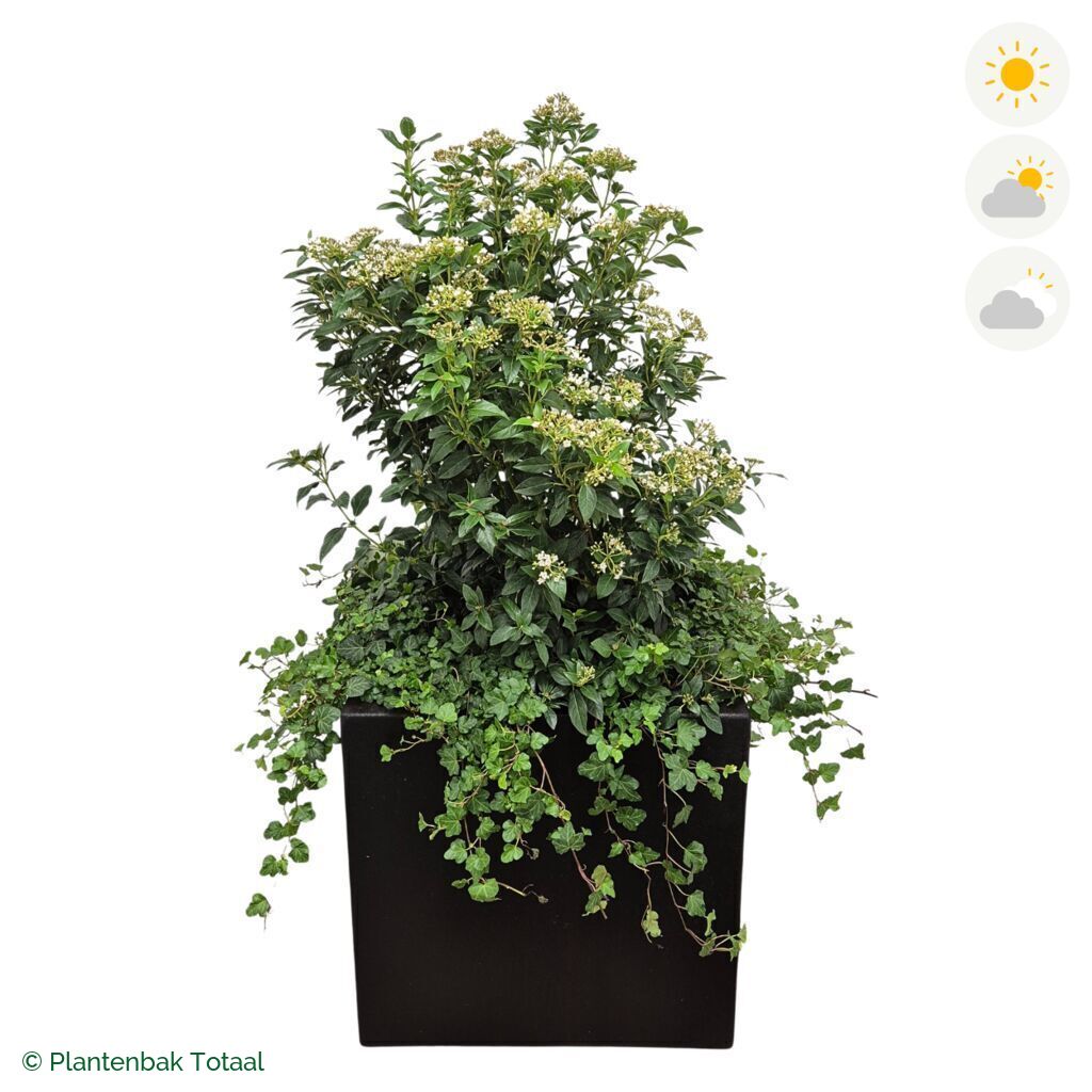 productfoto van plantenbak Polyester Carrez Vierkant Sneeuwbal Combinatie