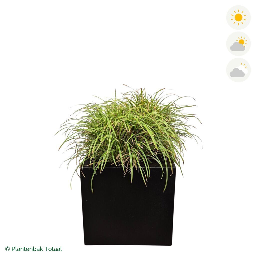 productfoto van plantenbak Polyester Carrez Vierkant Zegge