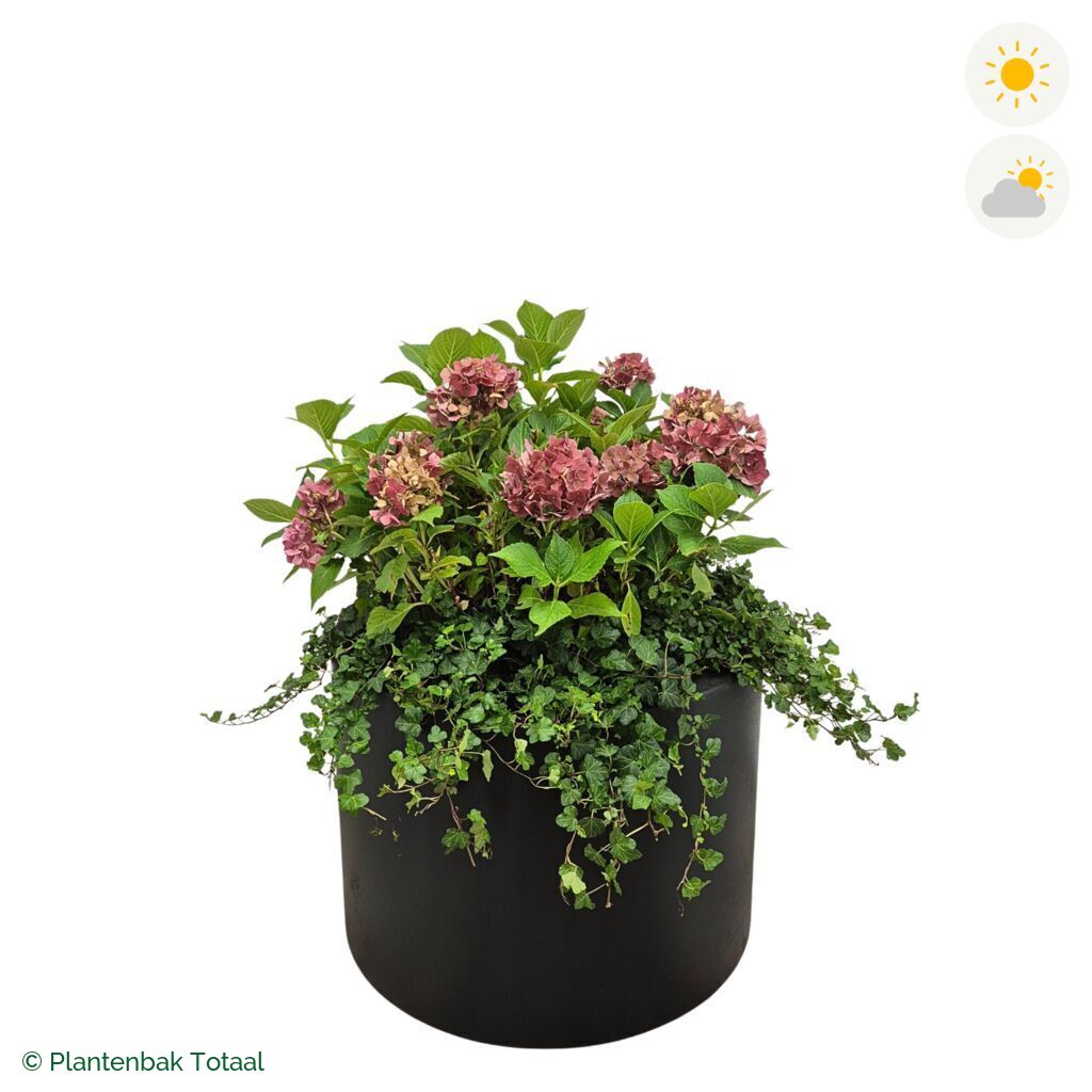 productfoto van plantenbak Polyester Circum Boerenhortensia Combinatie