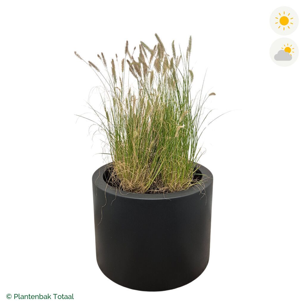 productfoto van plantenbak Polyester Circum Lampenpoetsersgras