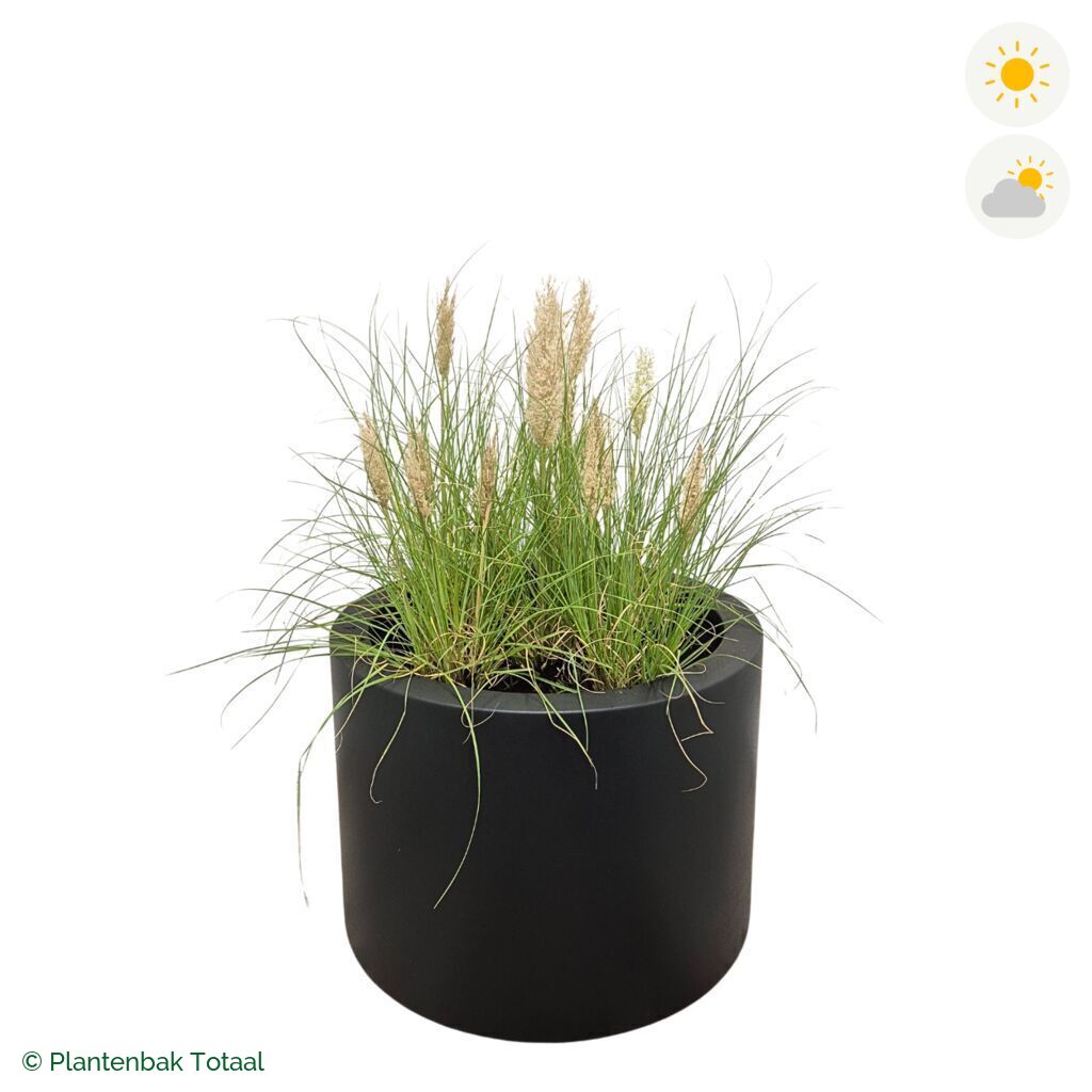 productfoto van plantenbak Polyester Circum Pampasgras