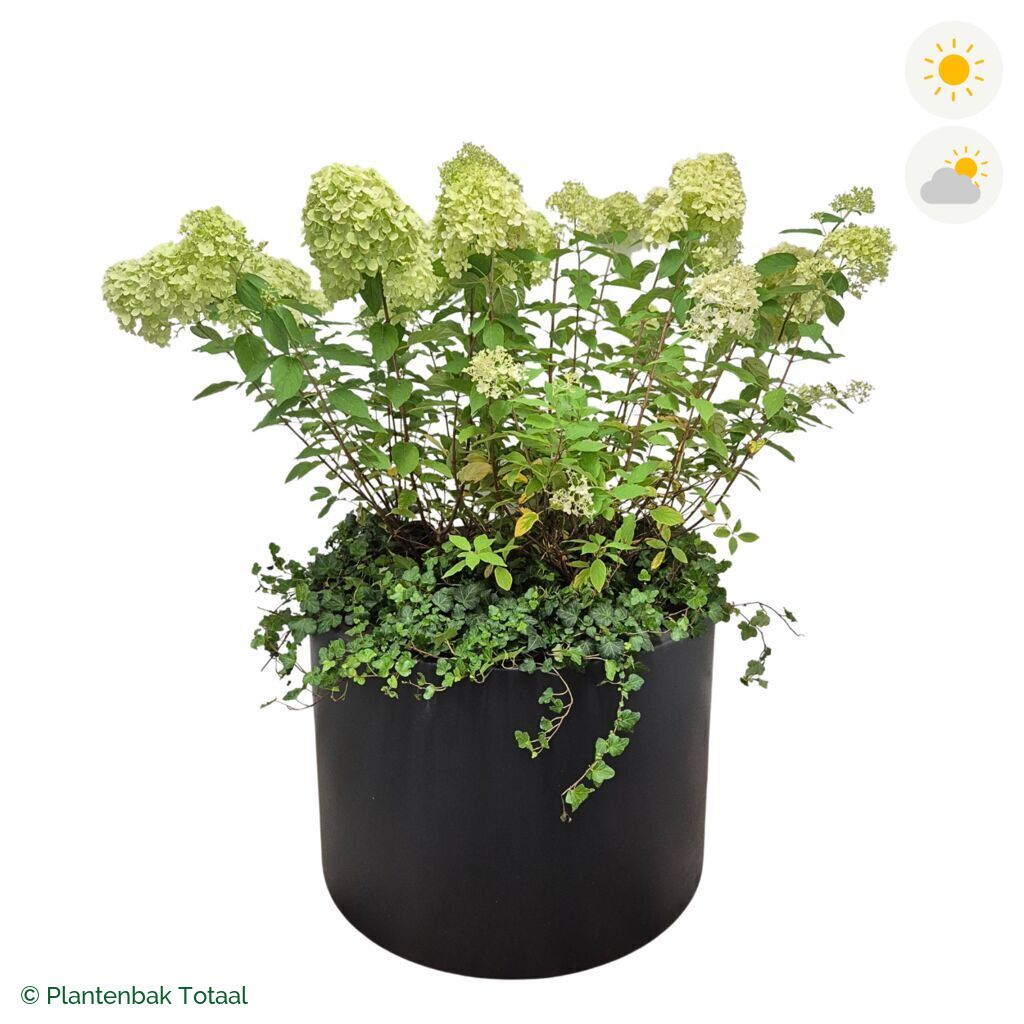 productfoto van plantenbak Polyester Circum Pluimhortensia Combinatie