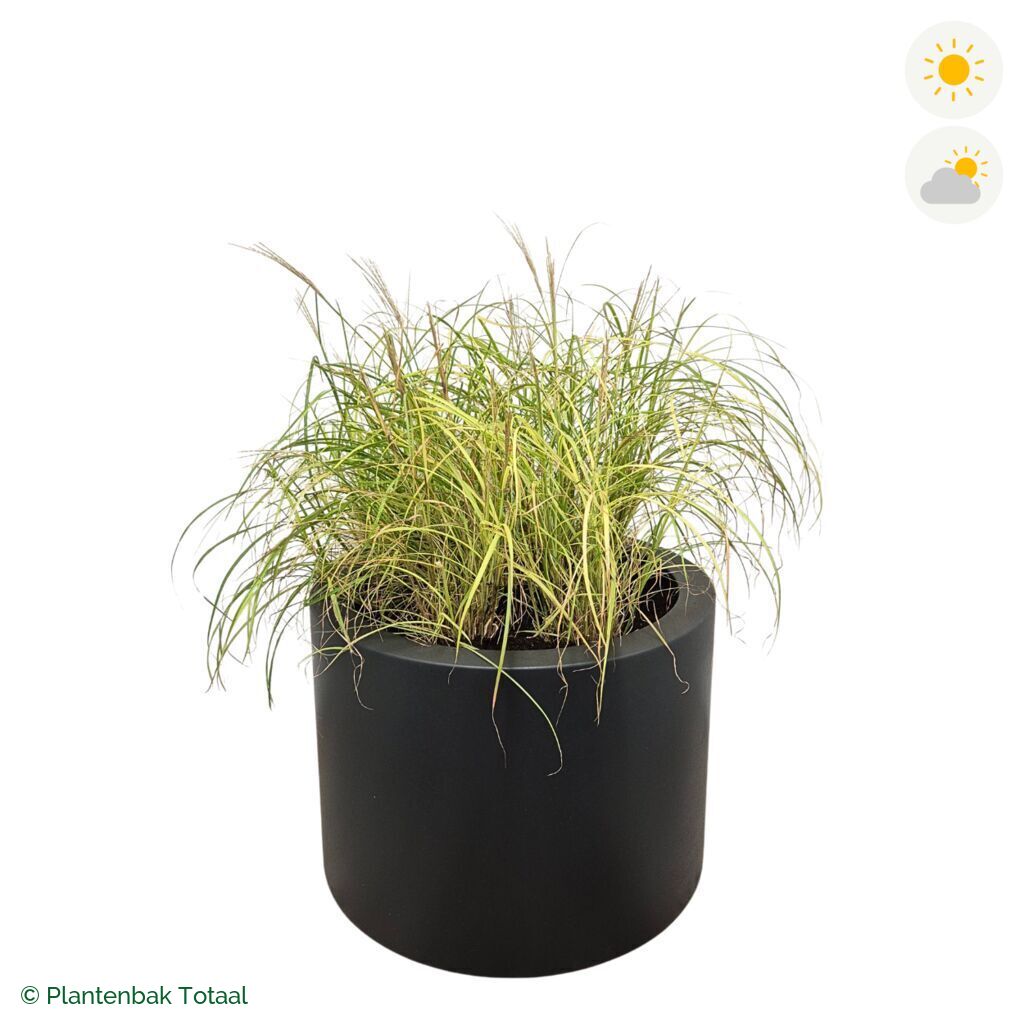 productfoto van plantenbak Polyester Circum Prachtriet
