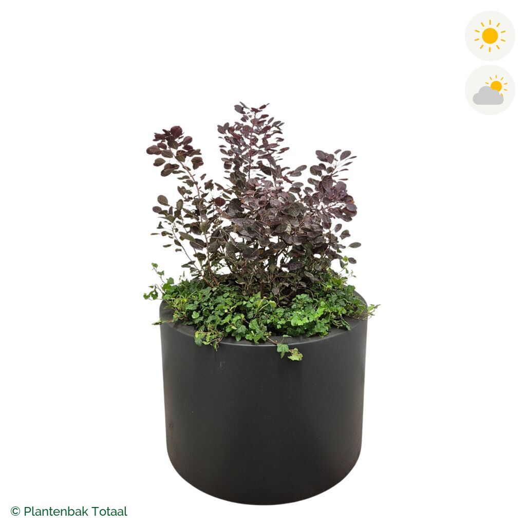 productfoto van plantenbak Polyester Circum Pruikenboom Combinatie