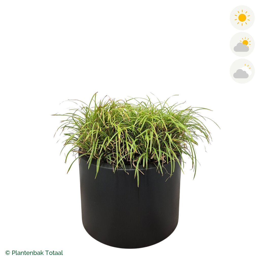 productfoto van plantenbak Polyester Circum Zegge