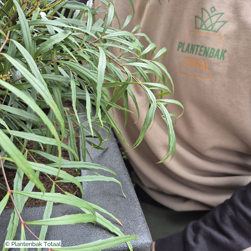 productlijn foto van plantenbak PO Carrez vierkant