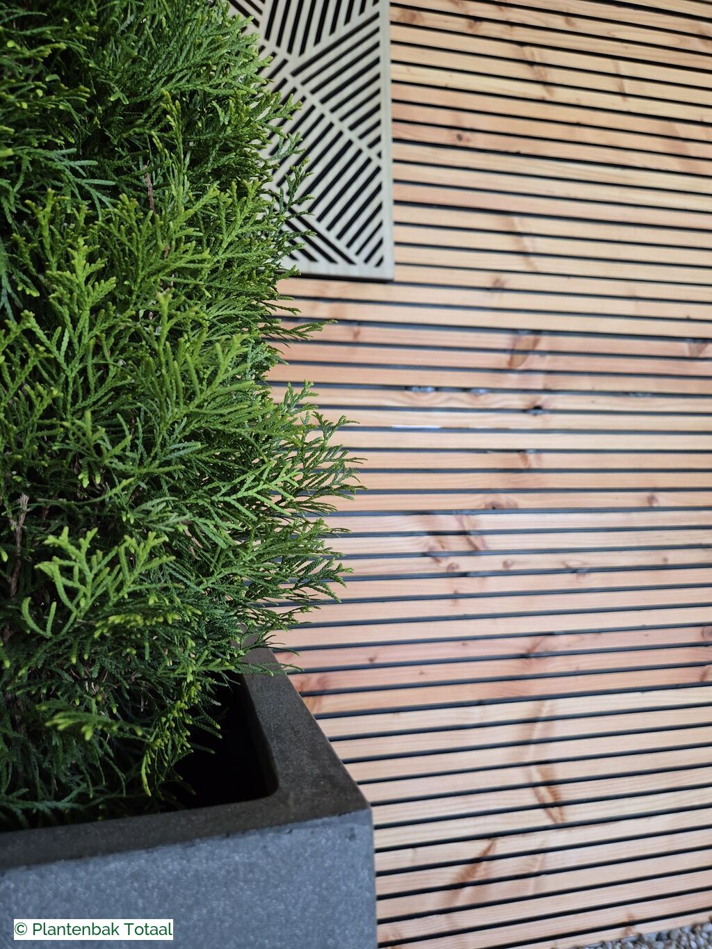 productfoto van plantenbak Fiberstone Bouvy L - Thuja Kegel