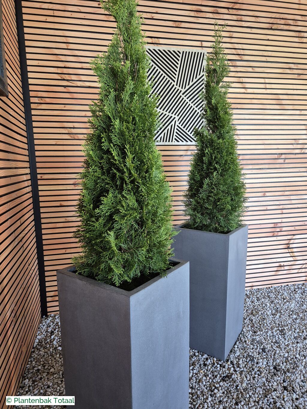 productfoto van plantenbak Fiberstone Bouvy L - Thuja Kegel Combideal