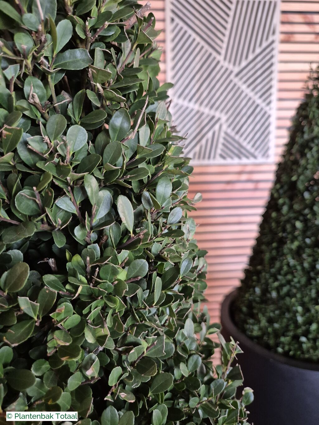 productfoto van plantenbak Fiberstone Dax XL - Ilex Kegel Combideal