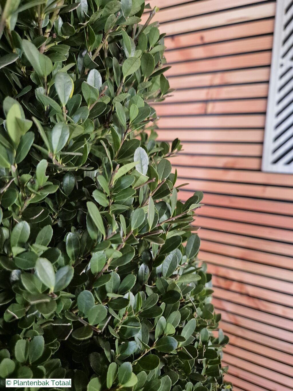 productfoto van plantenbak Fiberstone Bouvy XL - Ilex Kegel