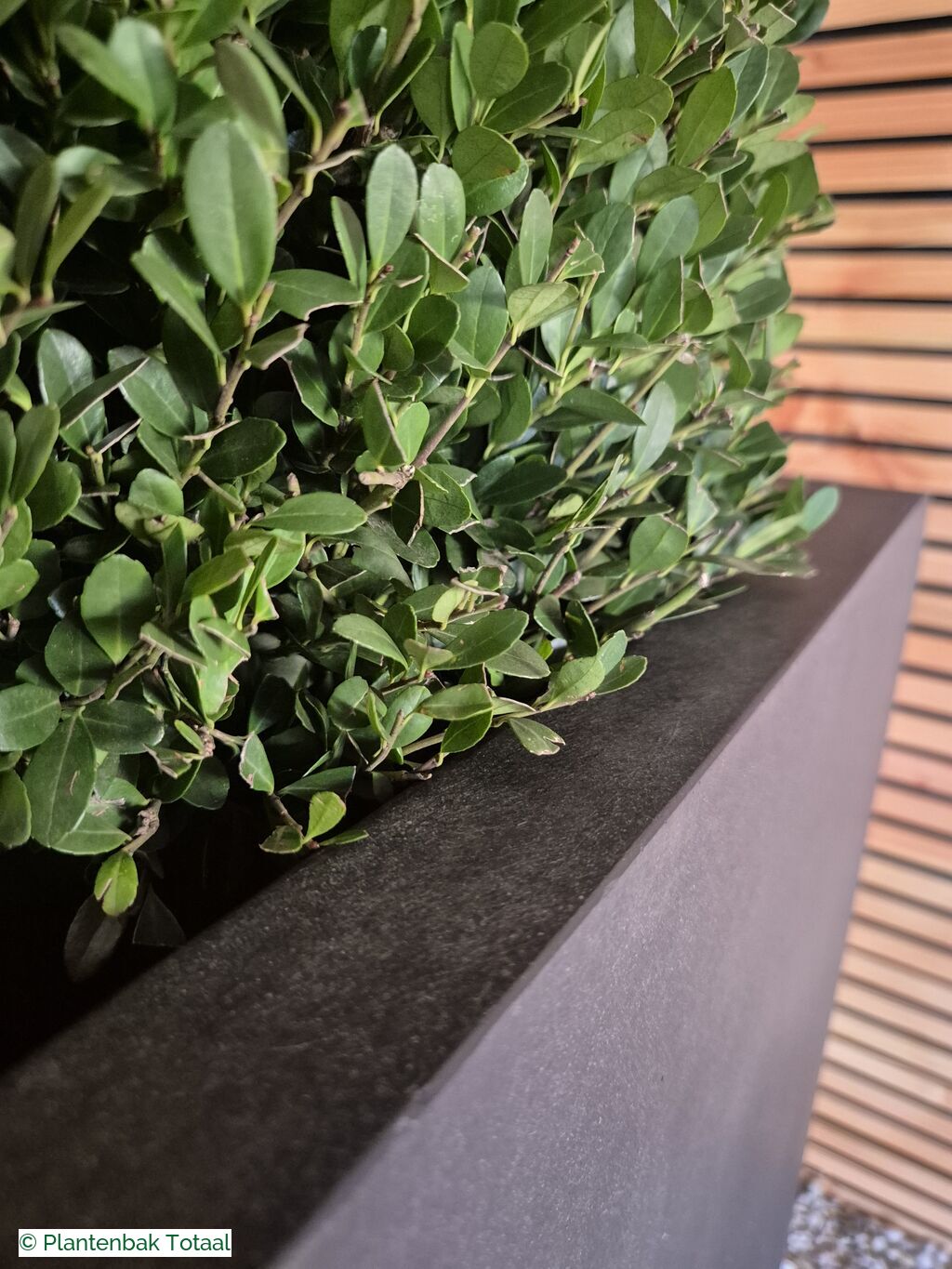 productfoto van plantenbak Fiberstone Bouvy XL - Ilex Kegel