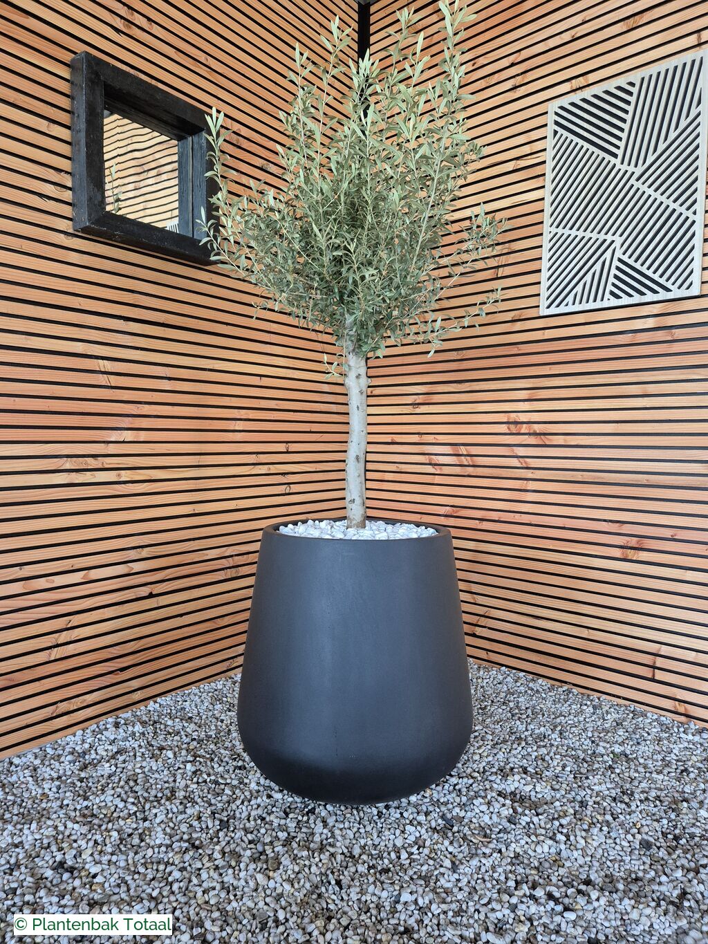 productfoto van plantenbak Fiberstone Pax XL - Olijfboom