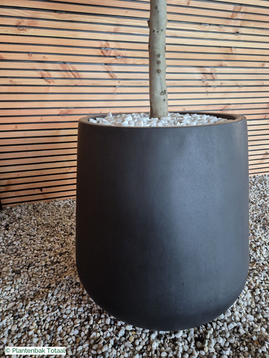 productfoto van plantenbak Fiberstone Pax XL - Olijfboom