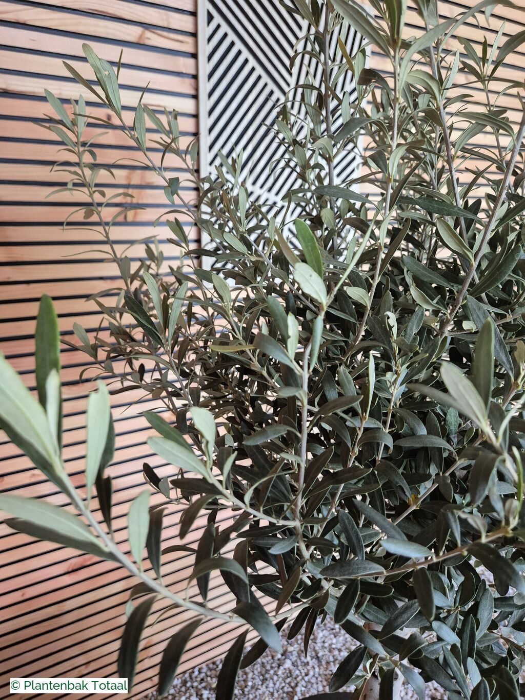productfoto van plantenbak Fiberstone Pax XL - Olijfboom