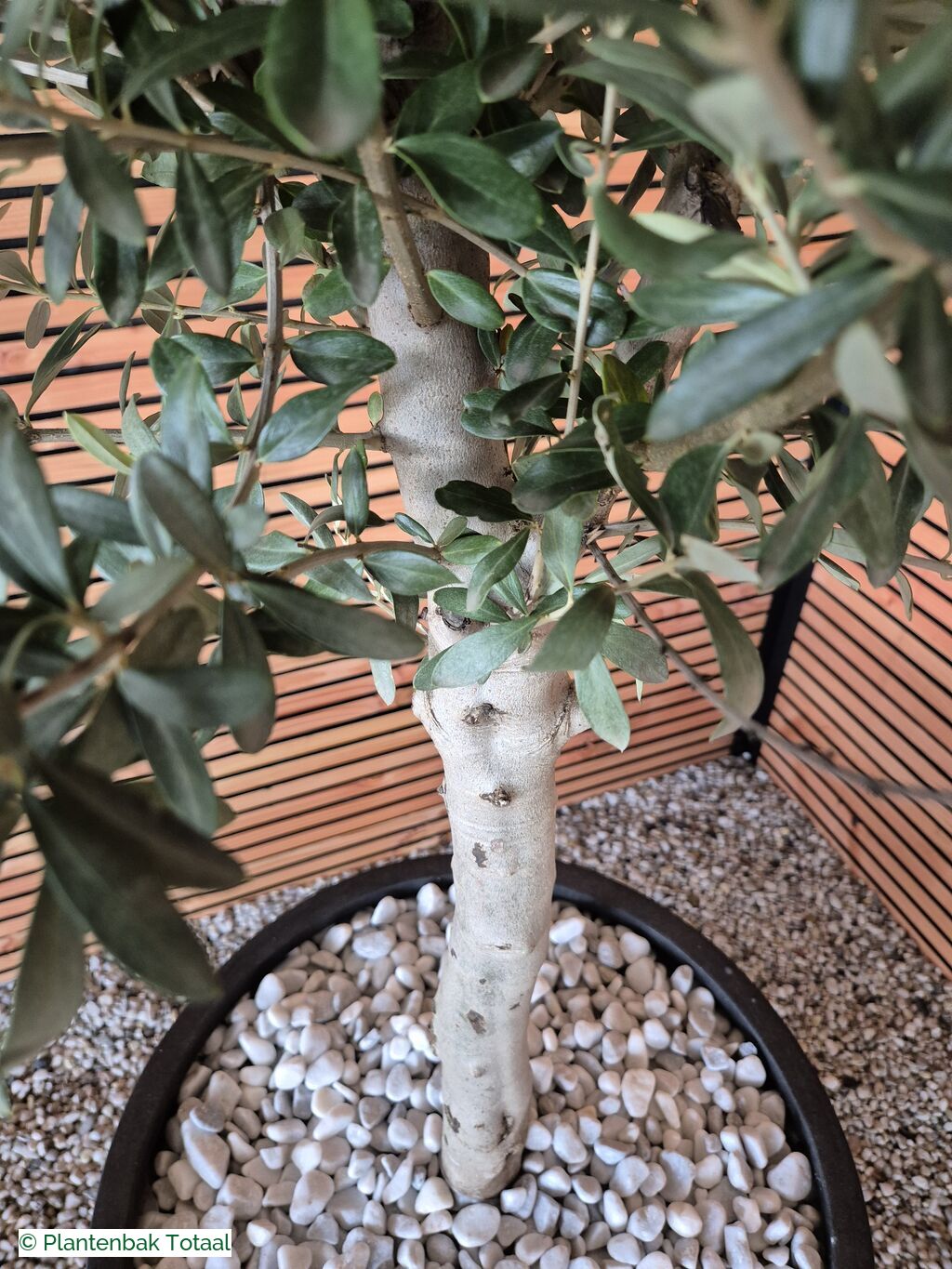 productfoto van plantenbak Fiberstone Pax XL - Olijfboom