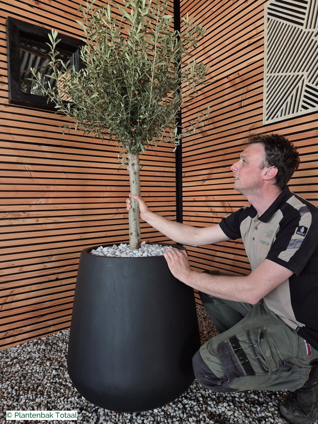 productfoto van plantenbak Fiberstone Pax XL - Olijfboom