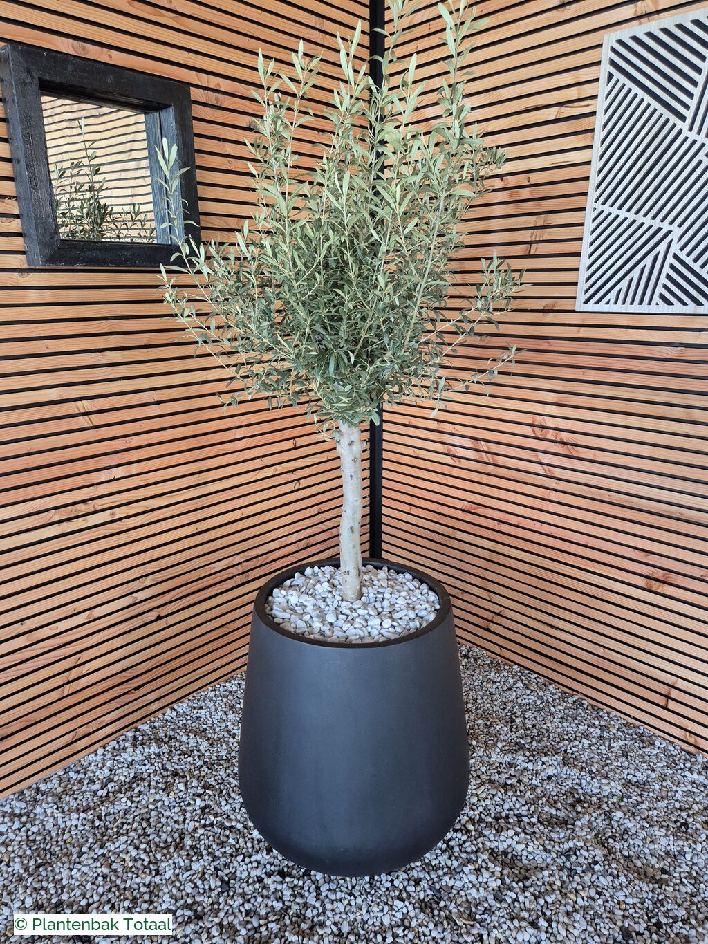 productfoto van plantenbak Fiberstone Pax XL - Olijfboom