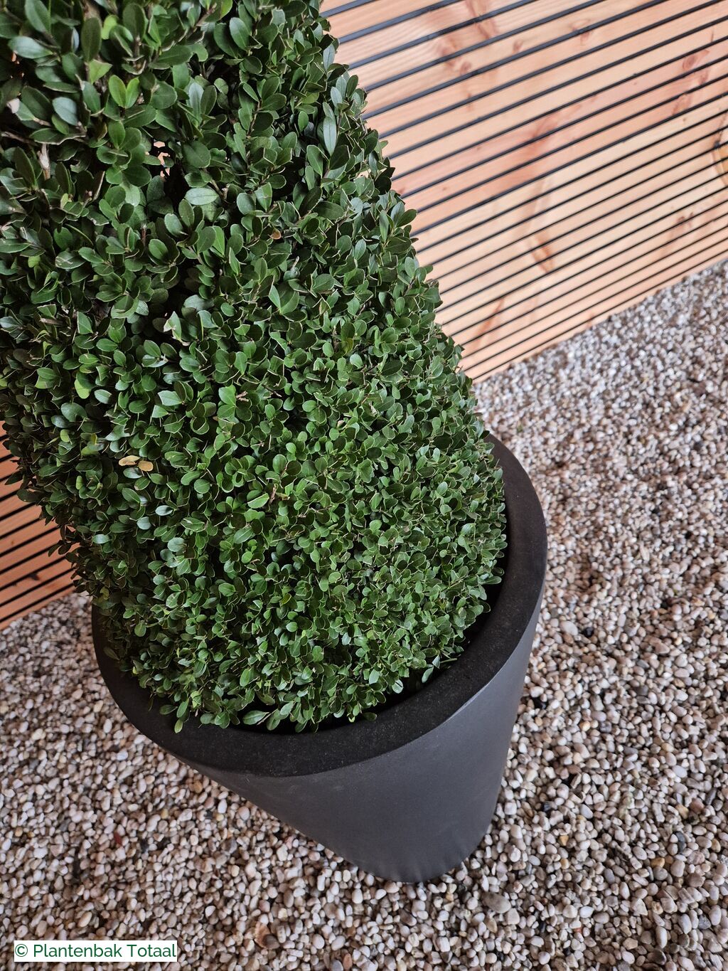 productfoto van plantenbak Fiberstone Belle M - Ilex Kegel