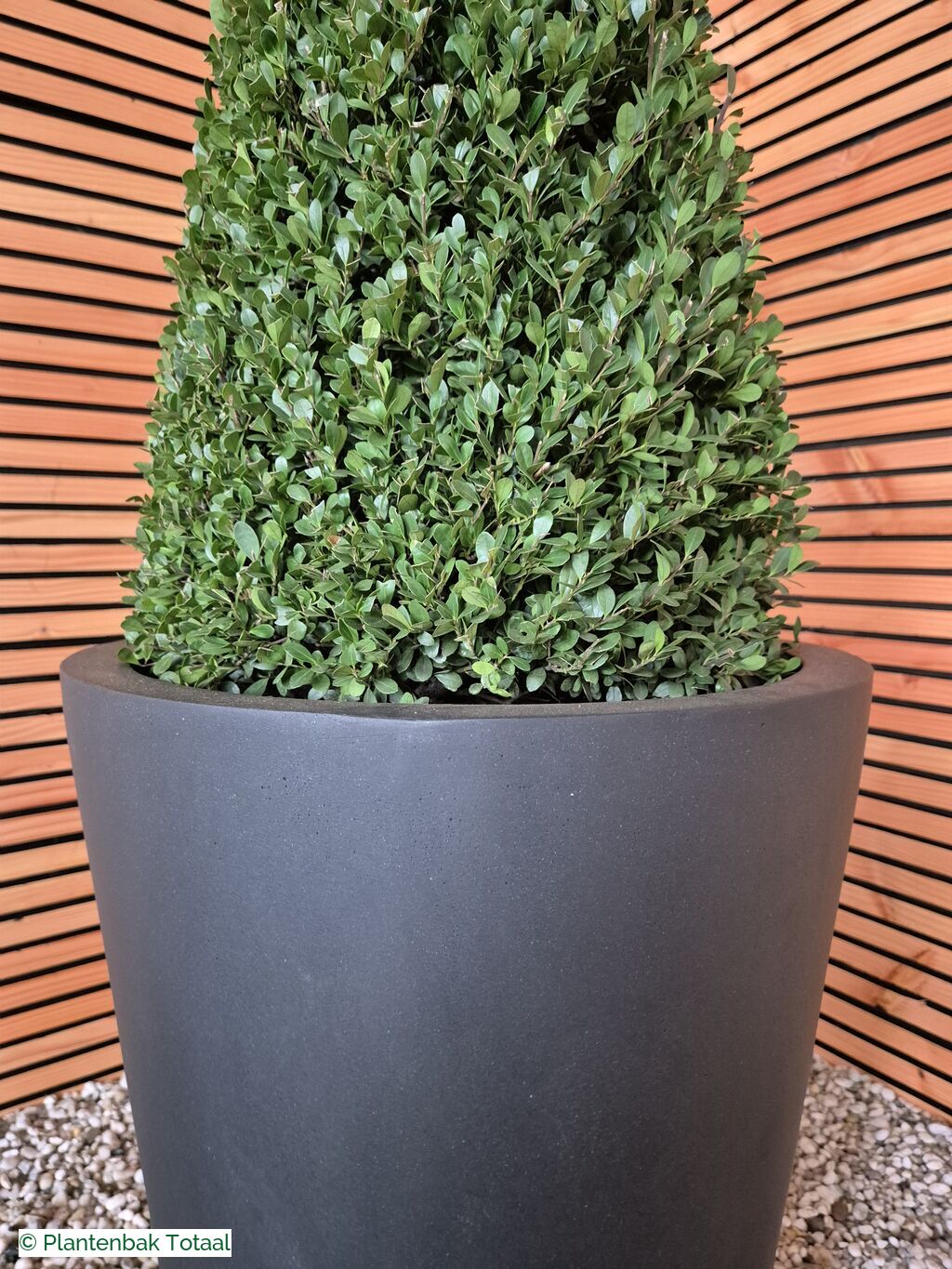 productfoto van plantenbak Fiberstone Belle M - Ilex Kegel