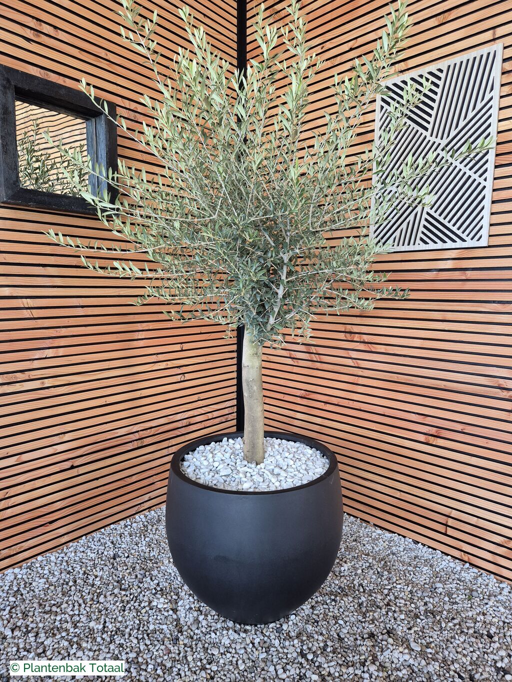 productfoto van plantenbak Fiberstone Orb L - Olijfboom