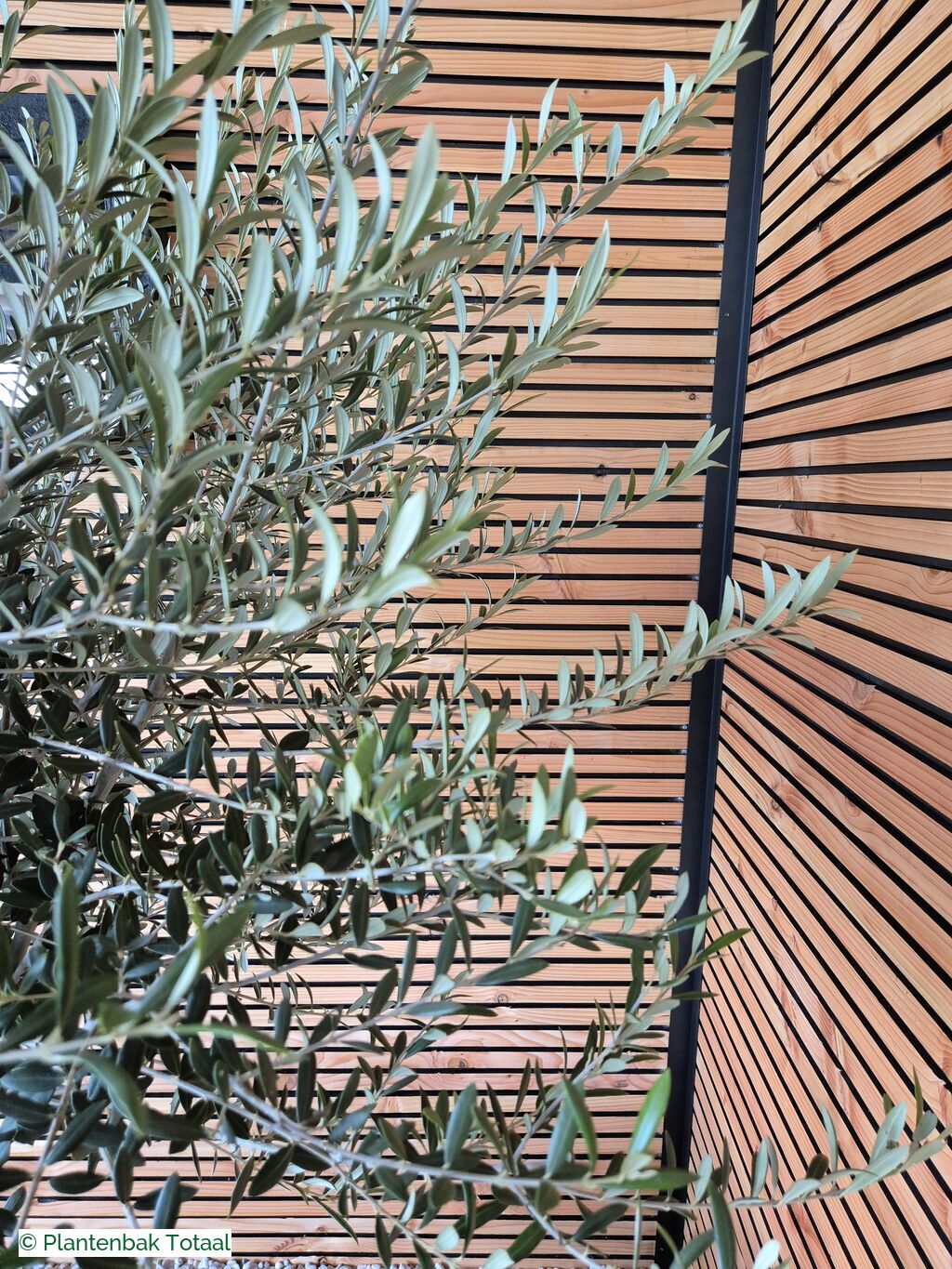 productfoto van plantenbak Fiberstone Orb L - Olijfboom