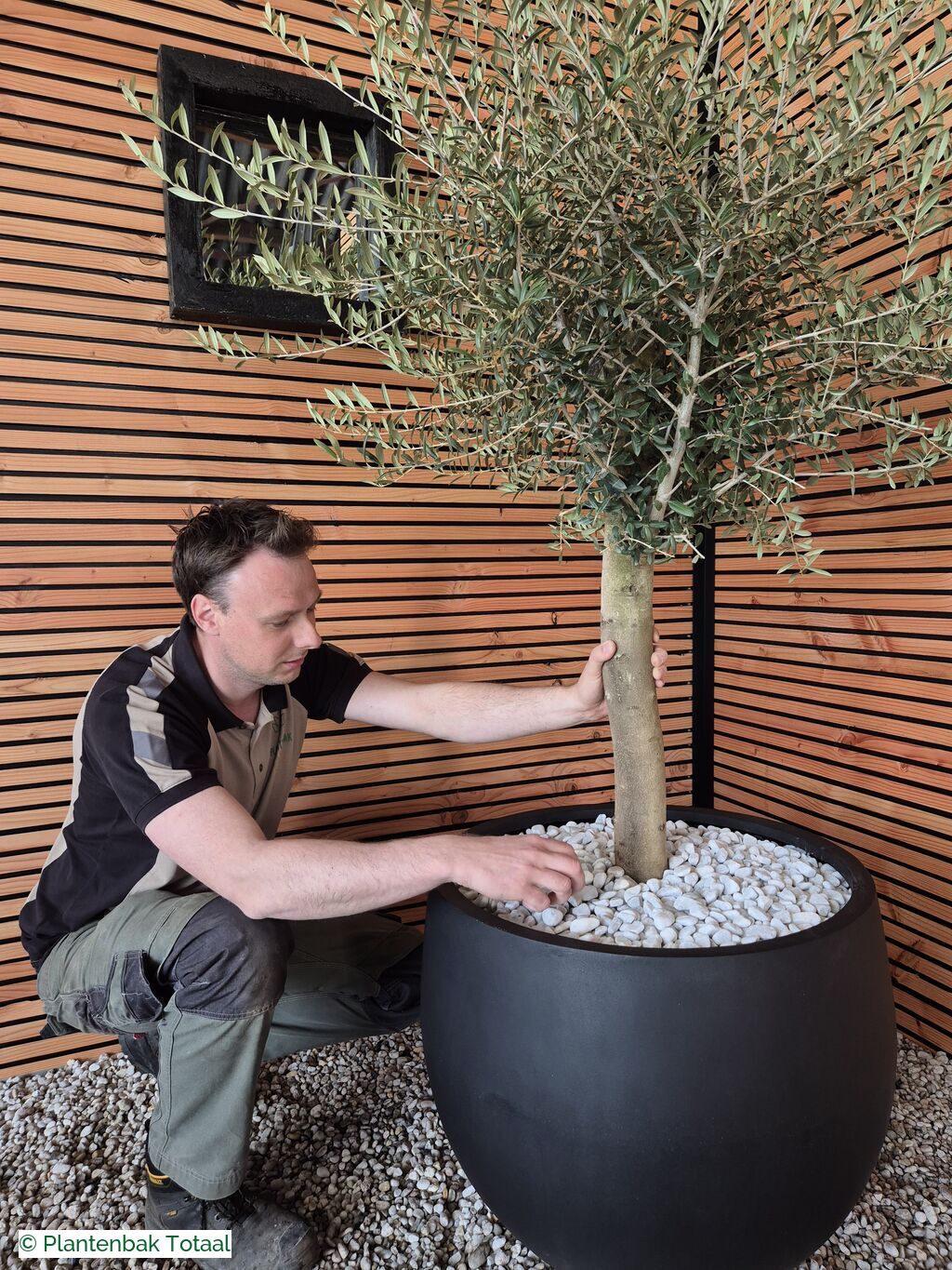 productfoto van plantenbak Fiberstone Orb L - Olijfboom