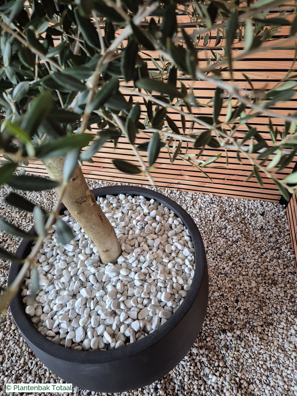 productfoto van plantenbak Fiberstone Orb L - Olijfboom