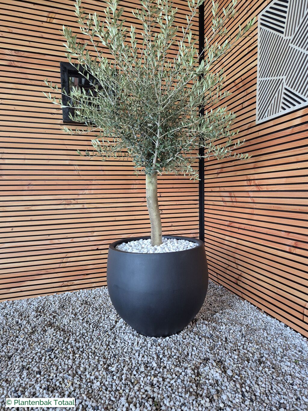 productfoto van plantenbak Fiberstone Orb L - Olijfboom