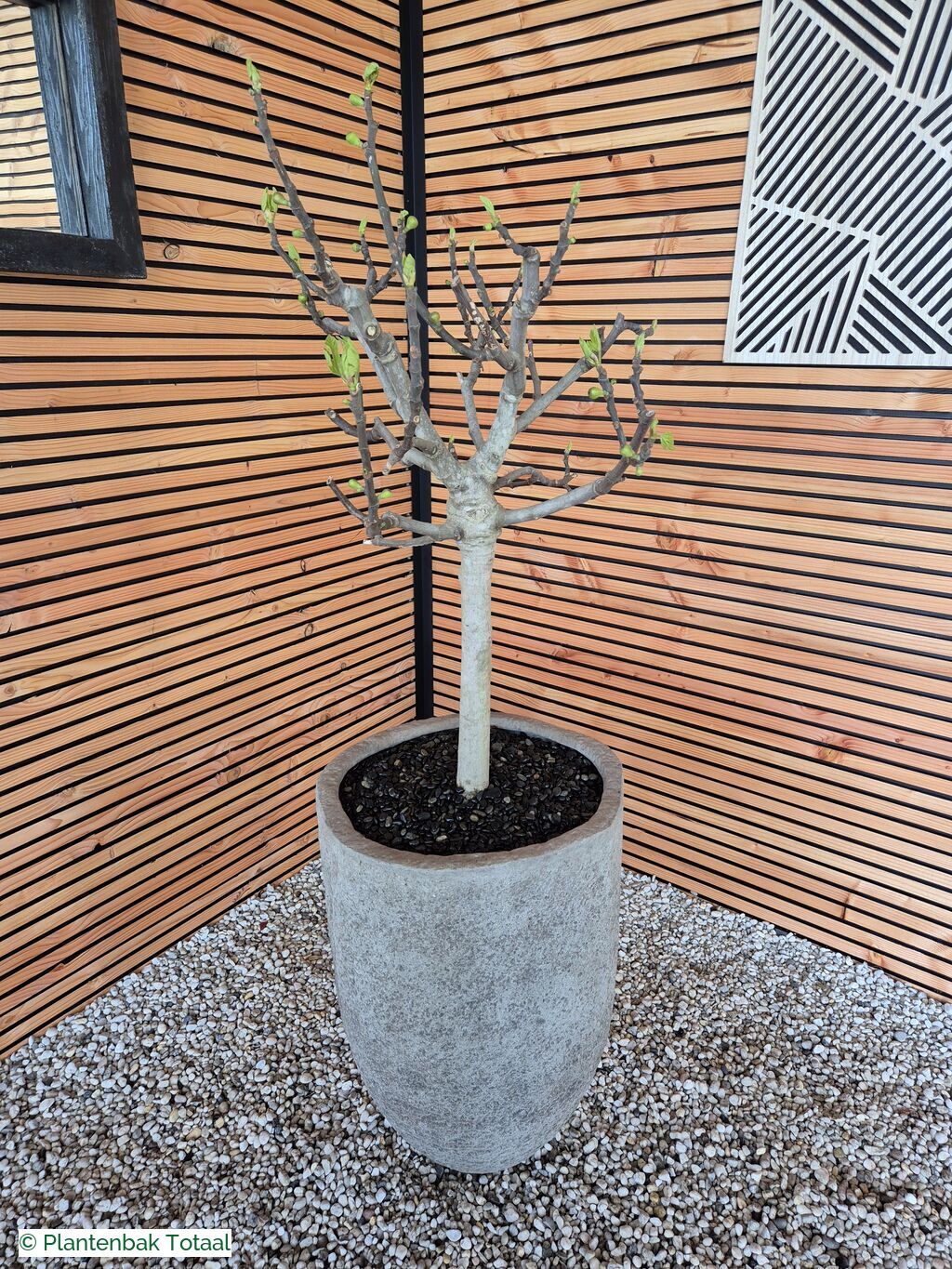 productfoto van plantenbak Fiberstone Mt. Hayes L - Vijgenboom