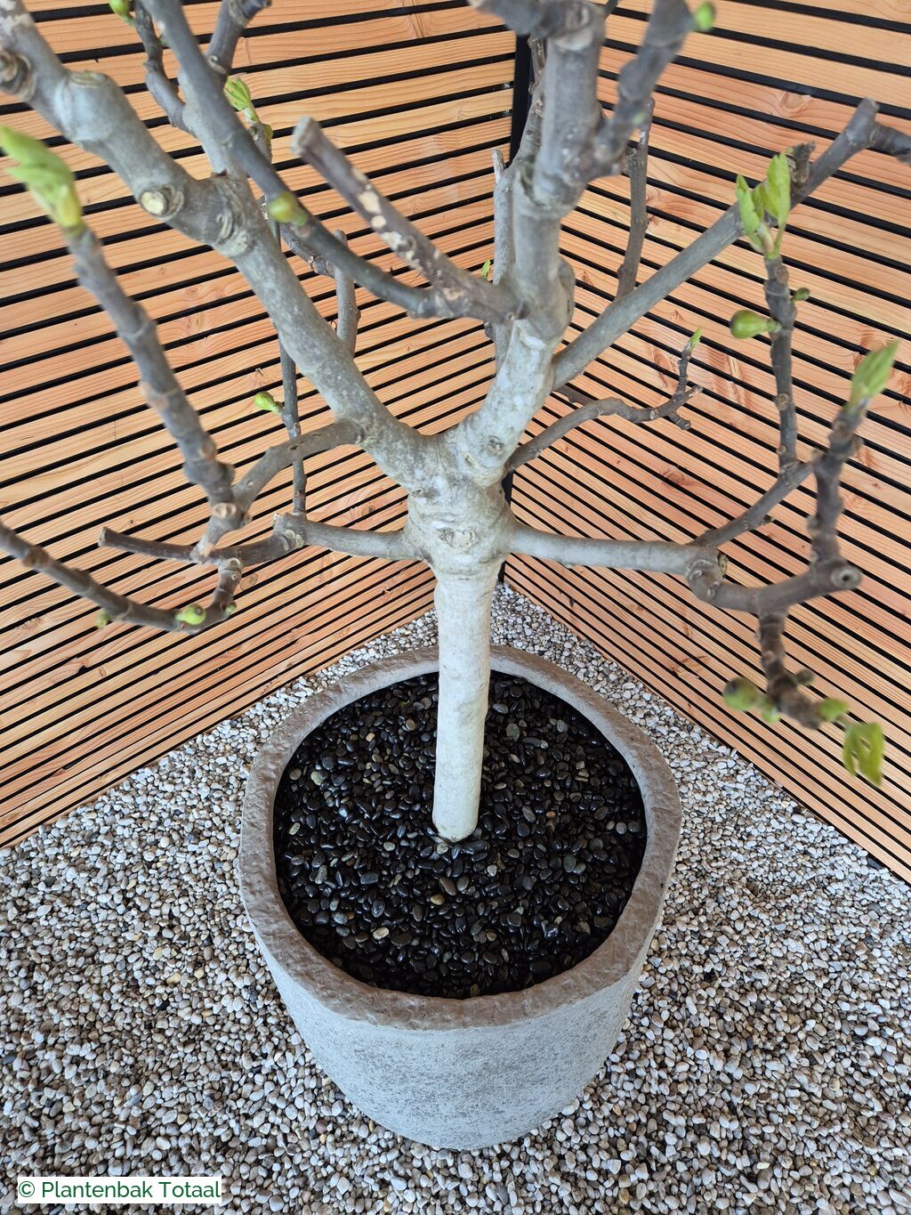productfoto van plantenbak Fiberstone Mt. Hayes L - Vijgenboom