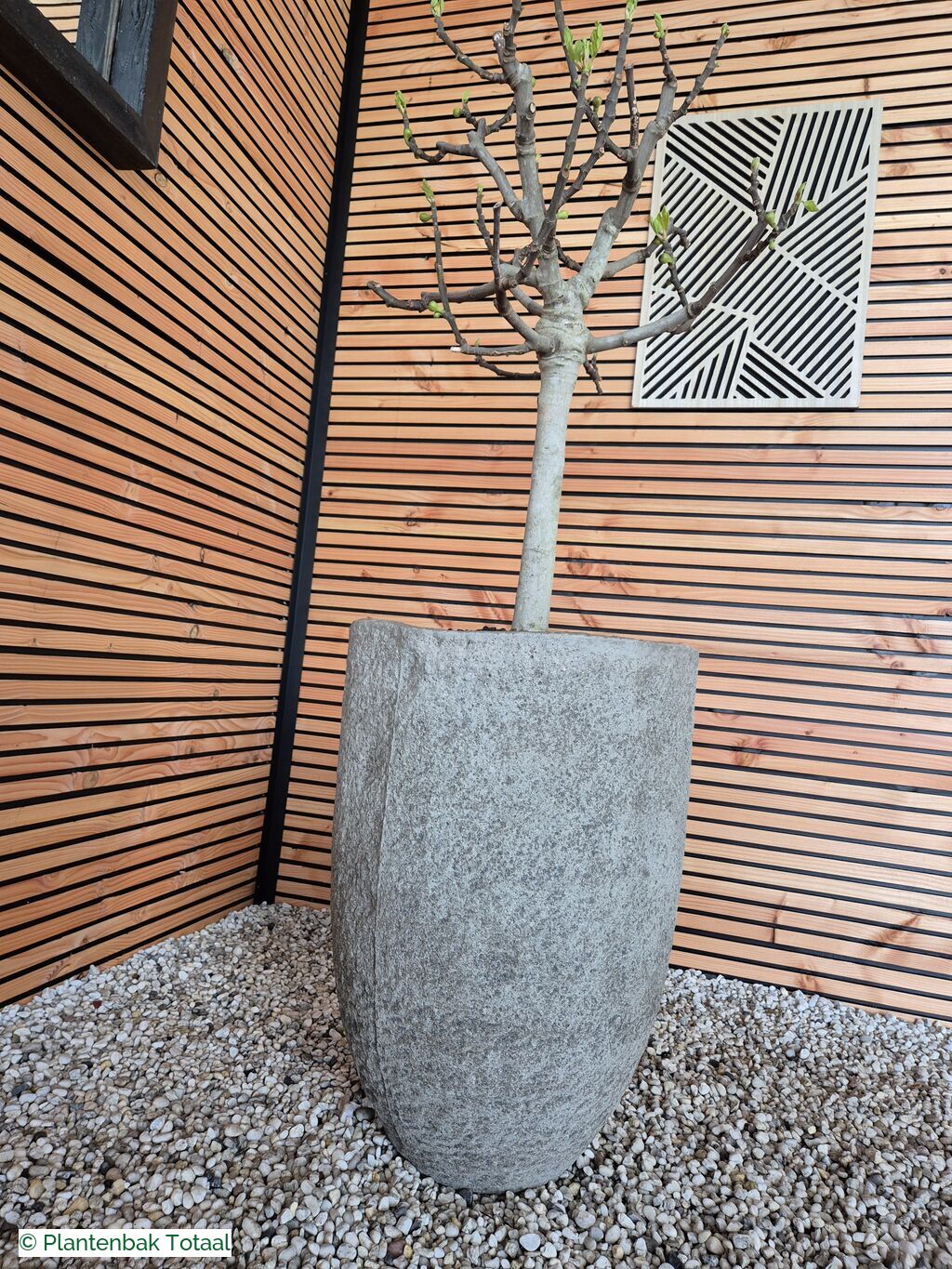productfoto van plantenbak Fiberstone Mt. Hayes L - Vijgenboom