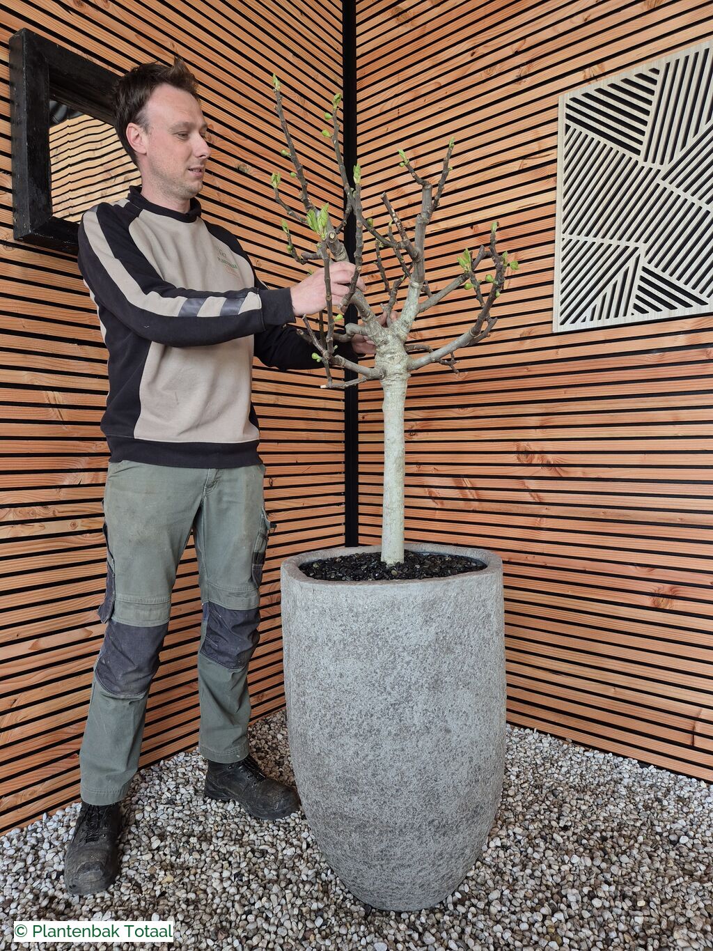 productfoto van plantenbak Fiberstone Mt. Hayes L - Vijgenboom
