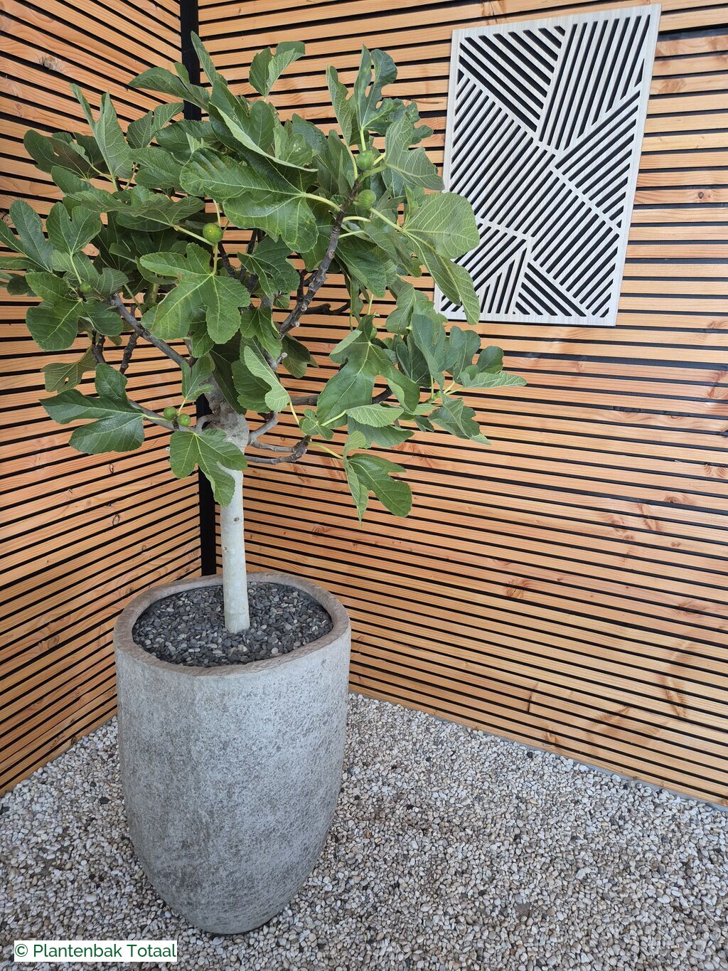 productfoto van plantenbak Fiberstone Mt. Hayes L - Vijgenboom