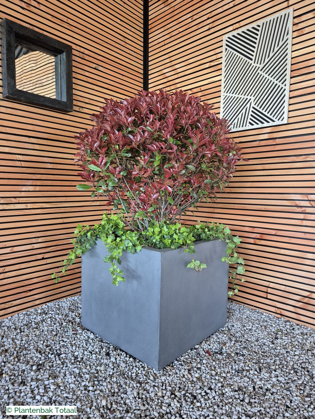 productfoto van plantenbak Fiberstone Jumbo Block M - Photinia Bolvorm