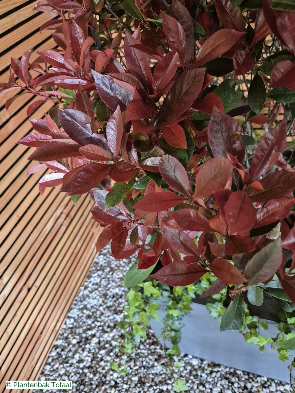 productfoto van plantenbak Fiberstone Jumbo Block M - Photinia Bolvorm