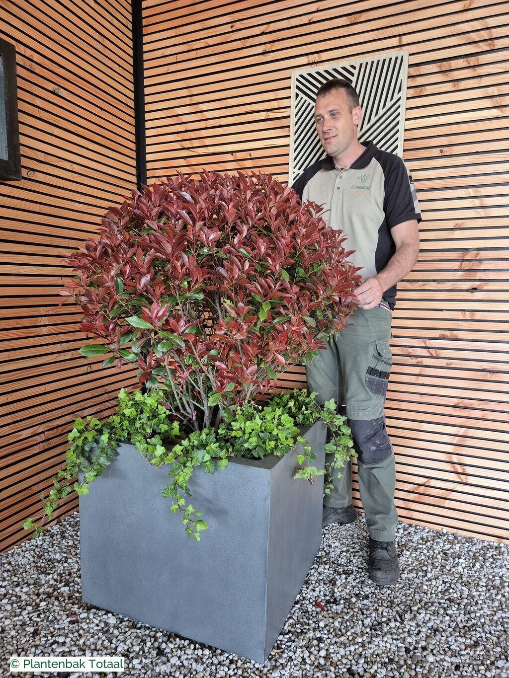 productfoto van plantenbak Fiberstone Jumbo Block M - Photinia Bolvorm