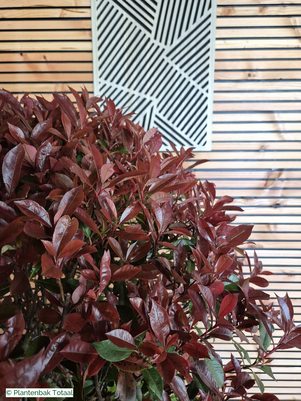productfoto van plantenbak Fiberstone Jumbo Block M - Photinia Bolvorm