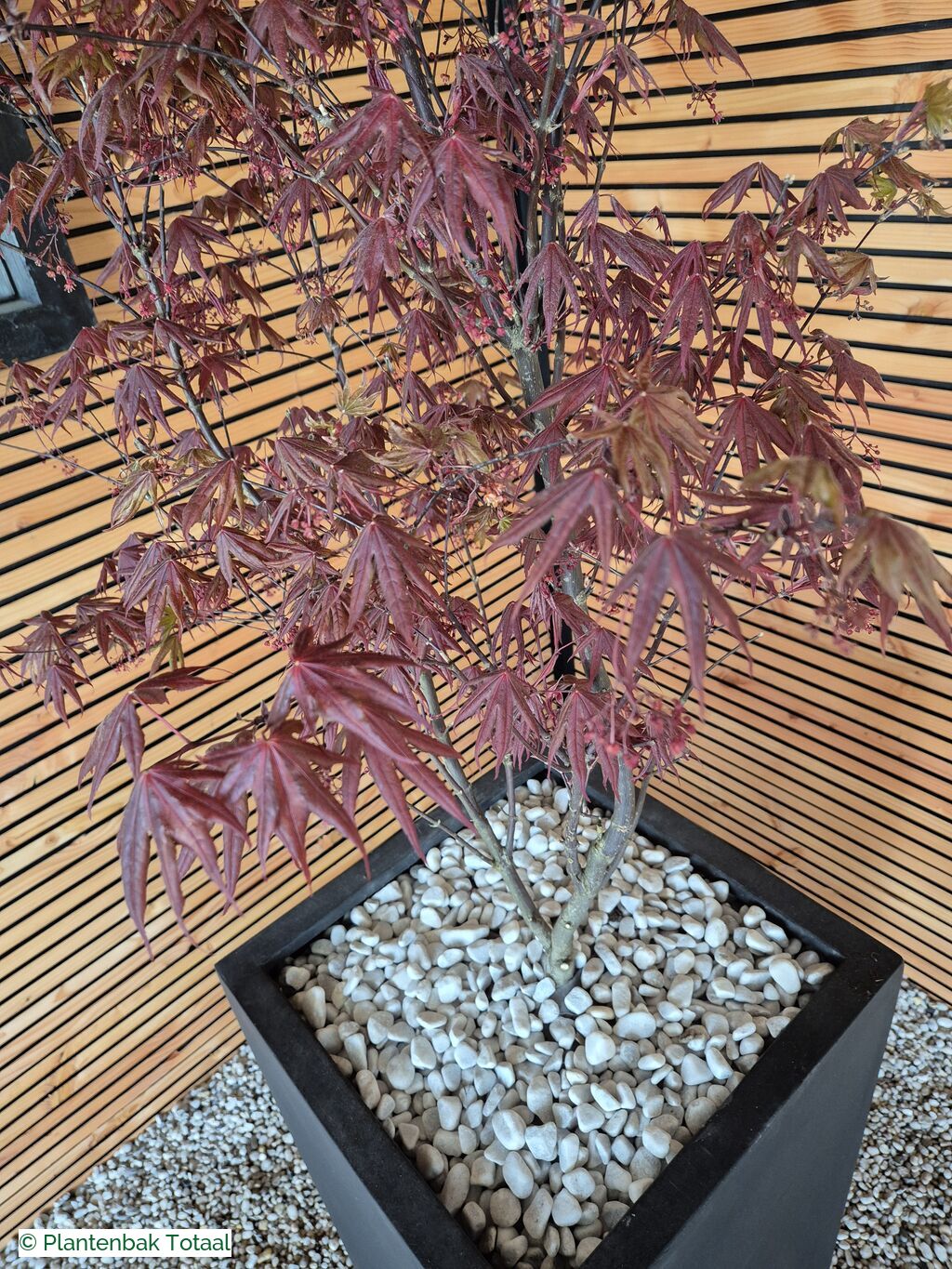 productfoto van plantenbak Fiberstone Bouvy XL - Japanse Esdoorn