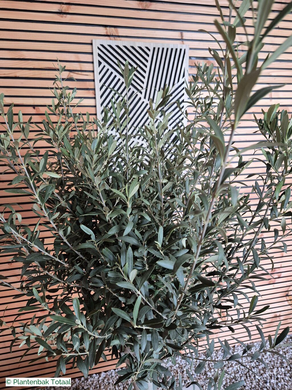 productfoto van plantenbak Fiberstone Block XL Hoogglans - Olijfboom