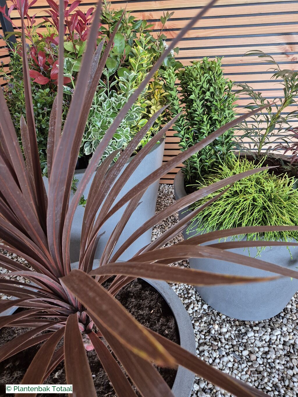 productfoto van plantenbak Fiberstone Bucket - Planten Set