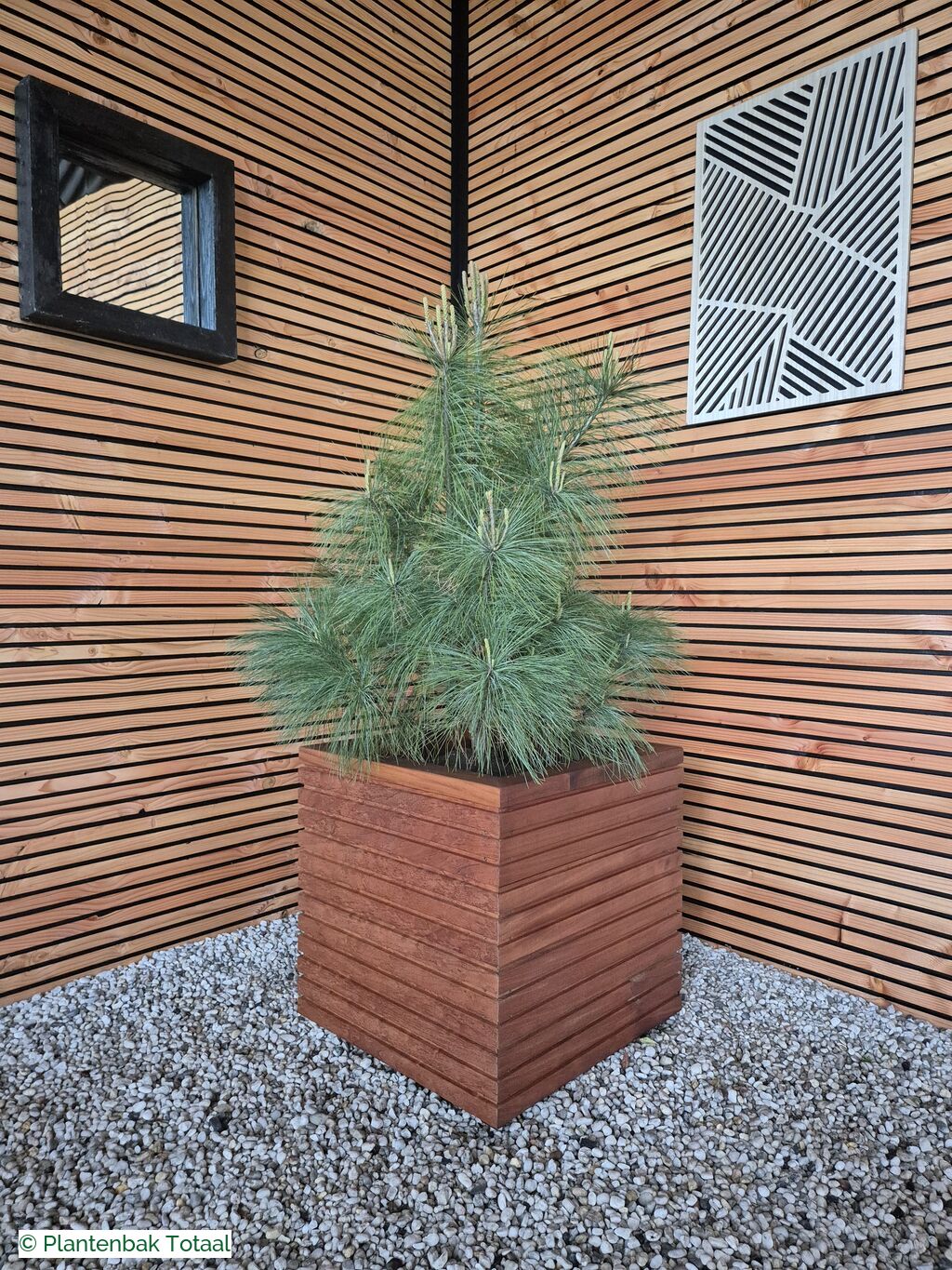 productfoto van plantenbak Hardhout Malaga - Pinus Conifeer