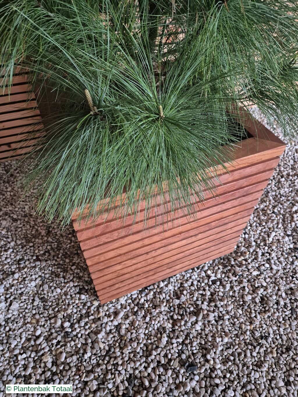 productfoto van plantenbak Hardhout Malaga - Pinus Conifeer