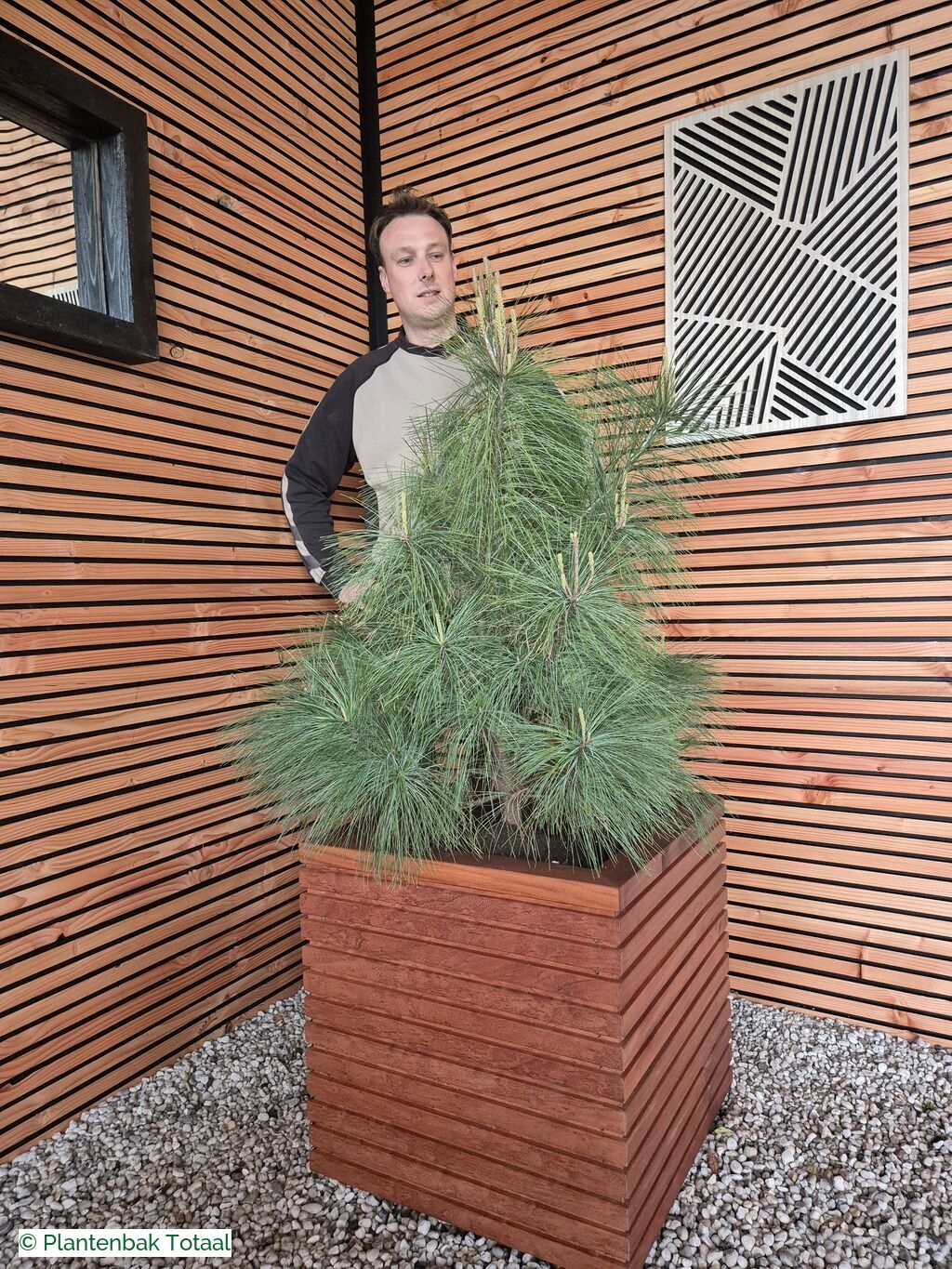 productfoto van plantenbak Hardhout Malaga - Pinus Conifeer